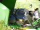 John Deere Gt 225 Riding Mower Hydrostatic Tractors photo 9