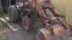 Massey Ferguson 30 Mf34 Perkins Diesel Industrial Tractor Tractors photo 2