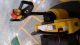 Yale - 2 Speed - Ride On Pallet Jack W/8ft.  Forks With 24 Volt Charger Other MRO Material Handling photo 5