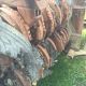 Two Barclay Roto Tire Shredders Other Heavy Equipment photo 1